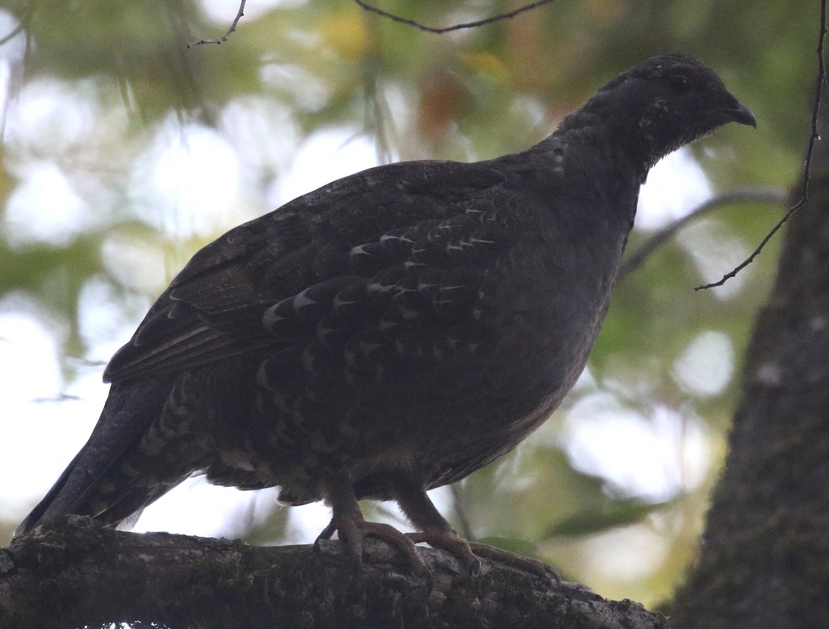 Sooty Grouse - ML71419731