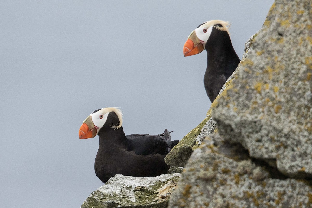 Tufted Puffin - Eric VanderWerf