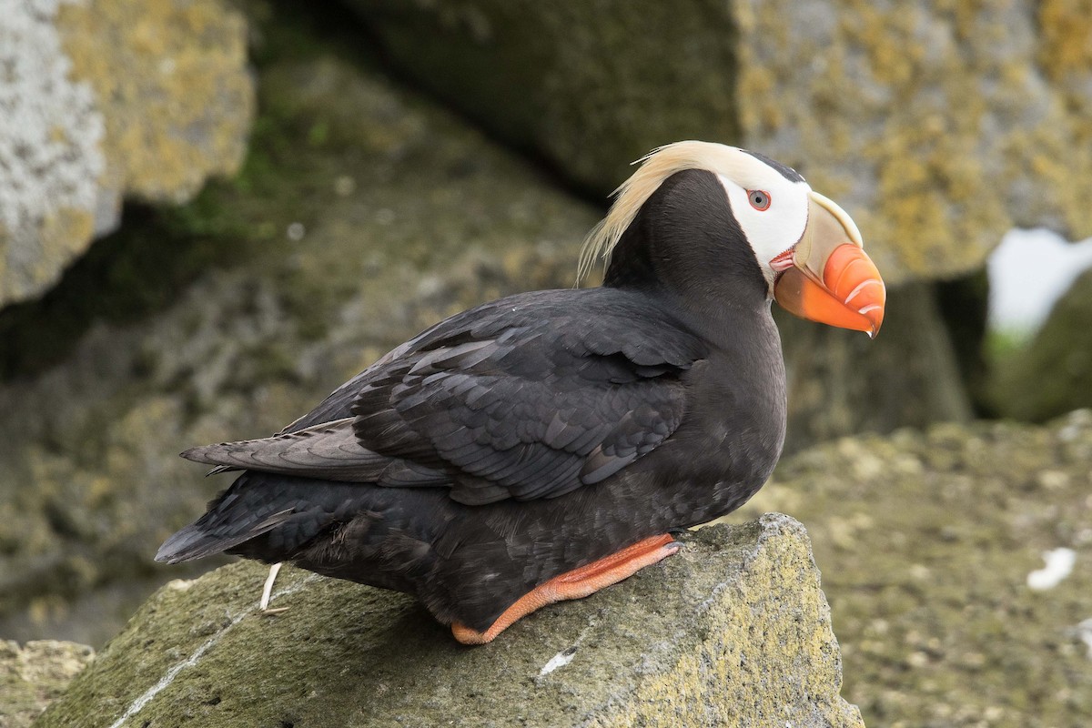 Tufted Puffin - Eric VanderWerf