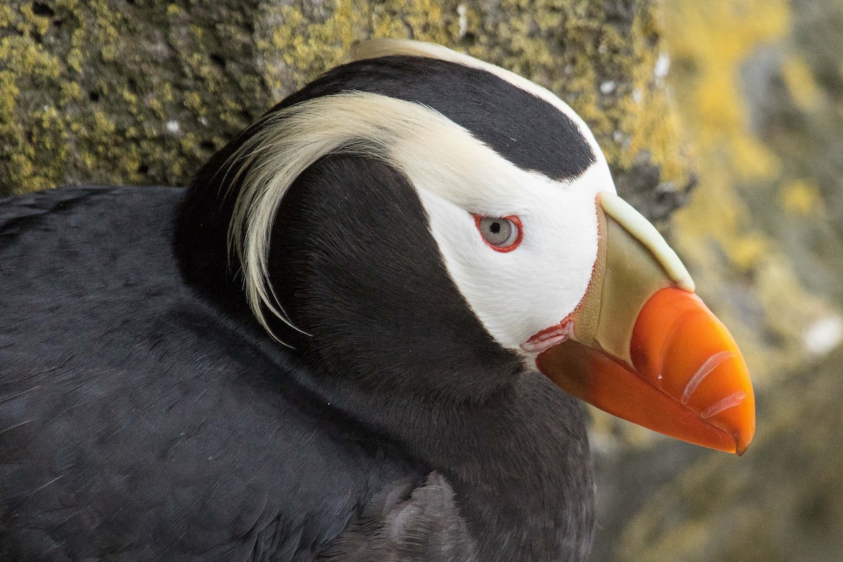 Tufted Puffin - ML71420511