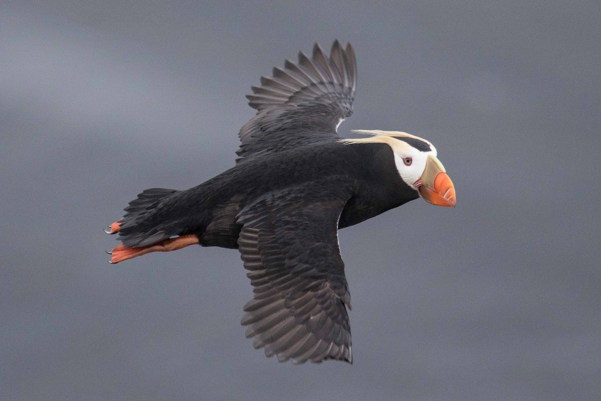 Tufted Puffin - Eric VanderWerf