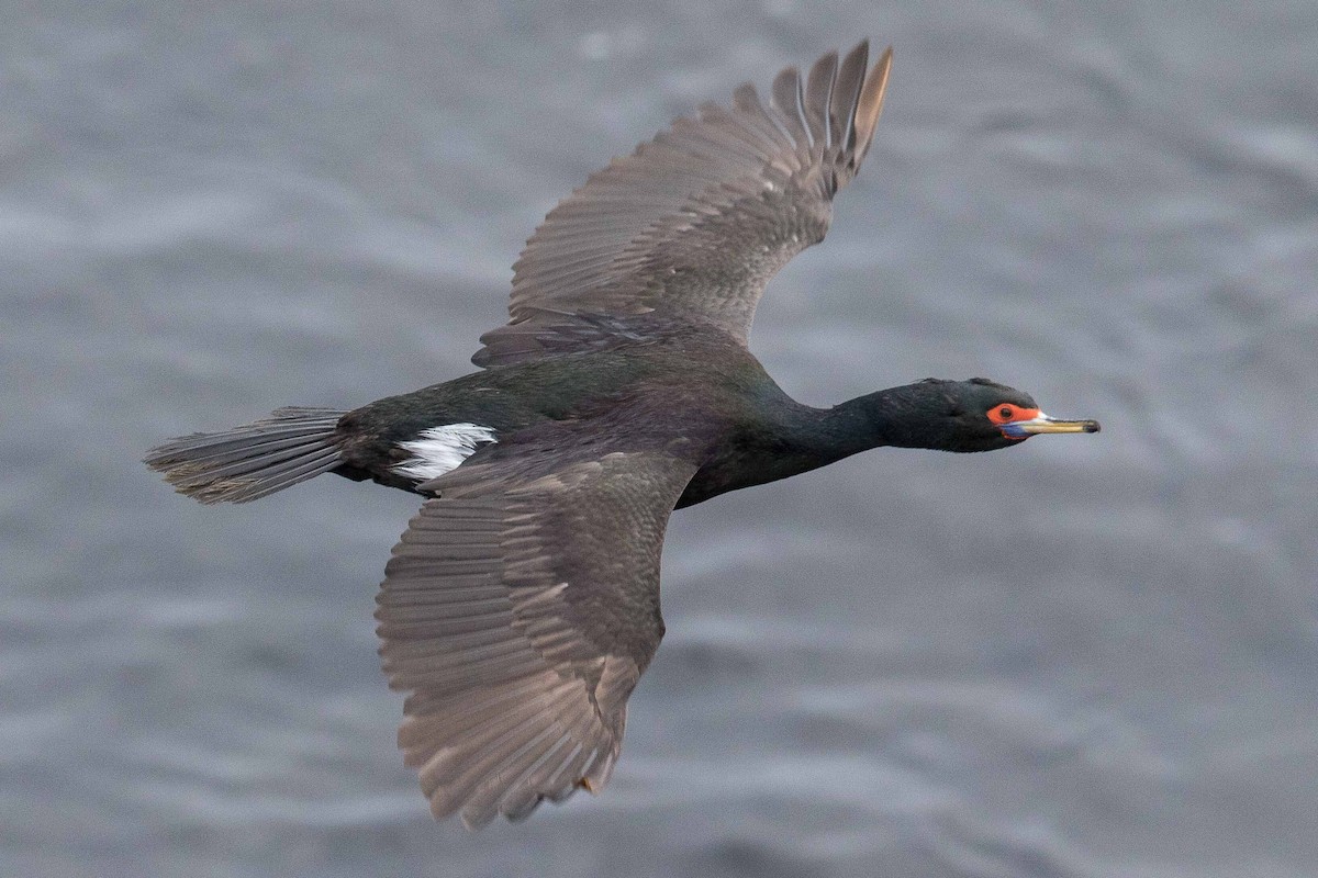 Cormoran à face rouge - ML71420631