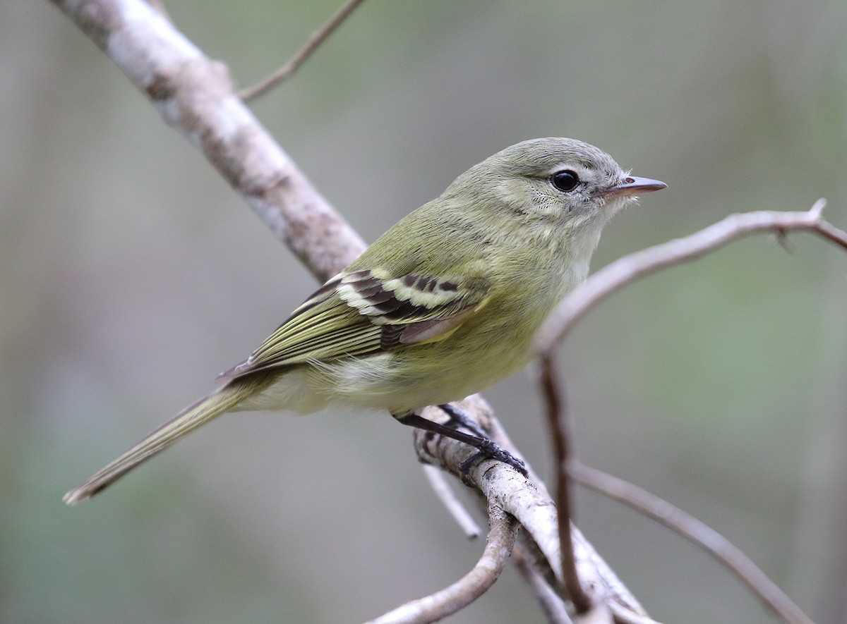 Reiser's Tyrannulet - William Price