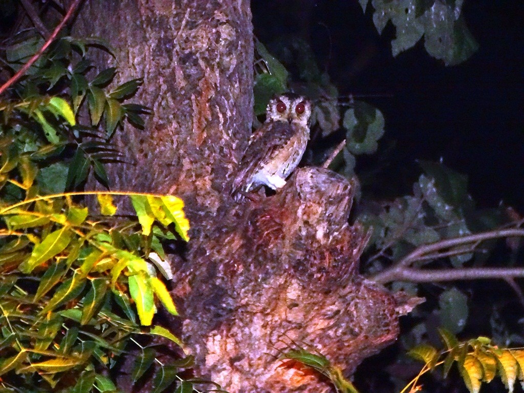 Indian Scops-Owl - ML71421901