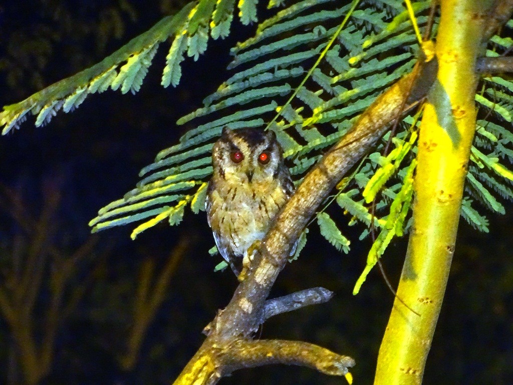 Indian Scops-Owl - ML71421911