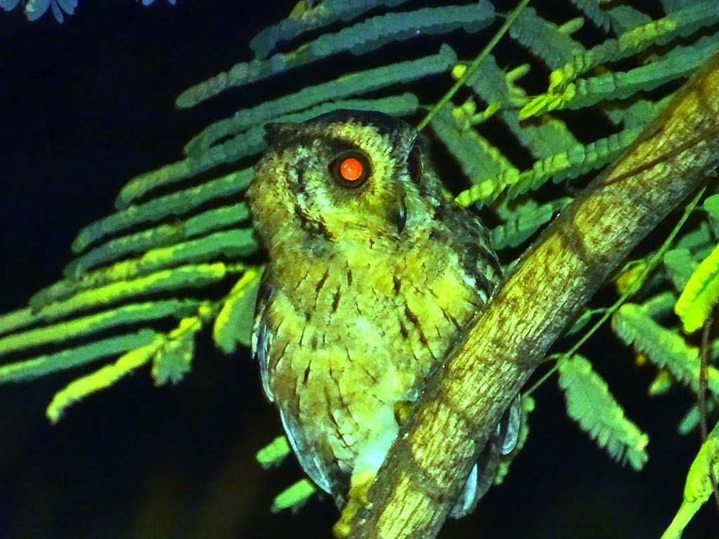 Indian Scops-Owl - ML71421941