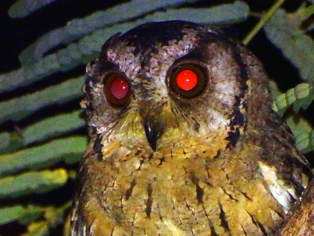 Indian Scops-Owl - ML71421961