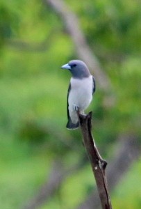 White-breasted Woodswallow - ML71422741