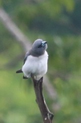 White-breasted Woodswallow - ML71422751
