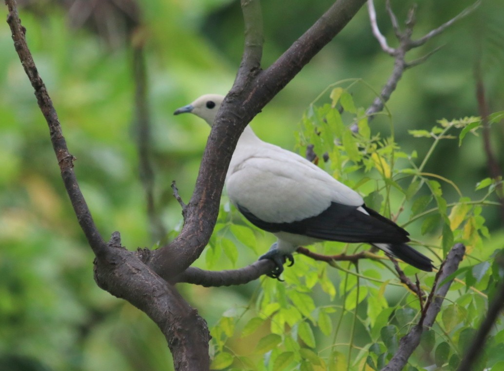 Pied Imperial-Pigeon - ML71422761