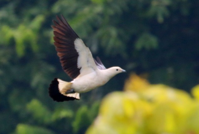 Pied Imperial-Pigeon - ML71422771