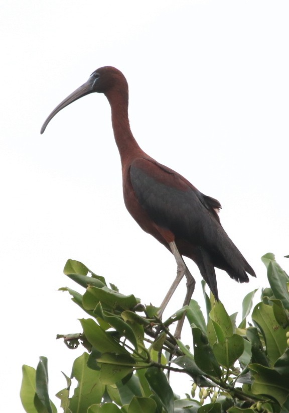 ibis hnědý - ML71422831