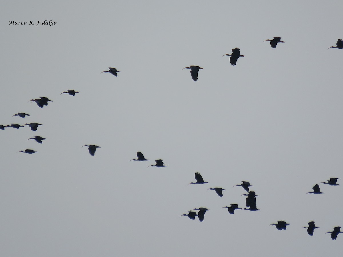 Bare-faced Ibis - Marco Fidalgo