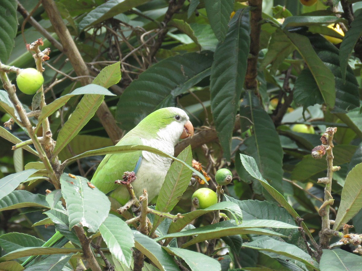 Monk Parakeet - Marco Fidalgo