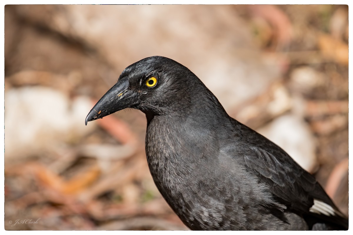 Pied Currawong - ML71426161