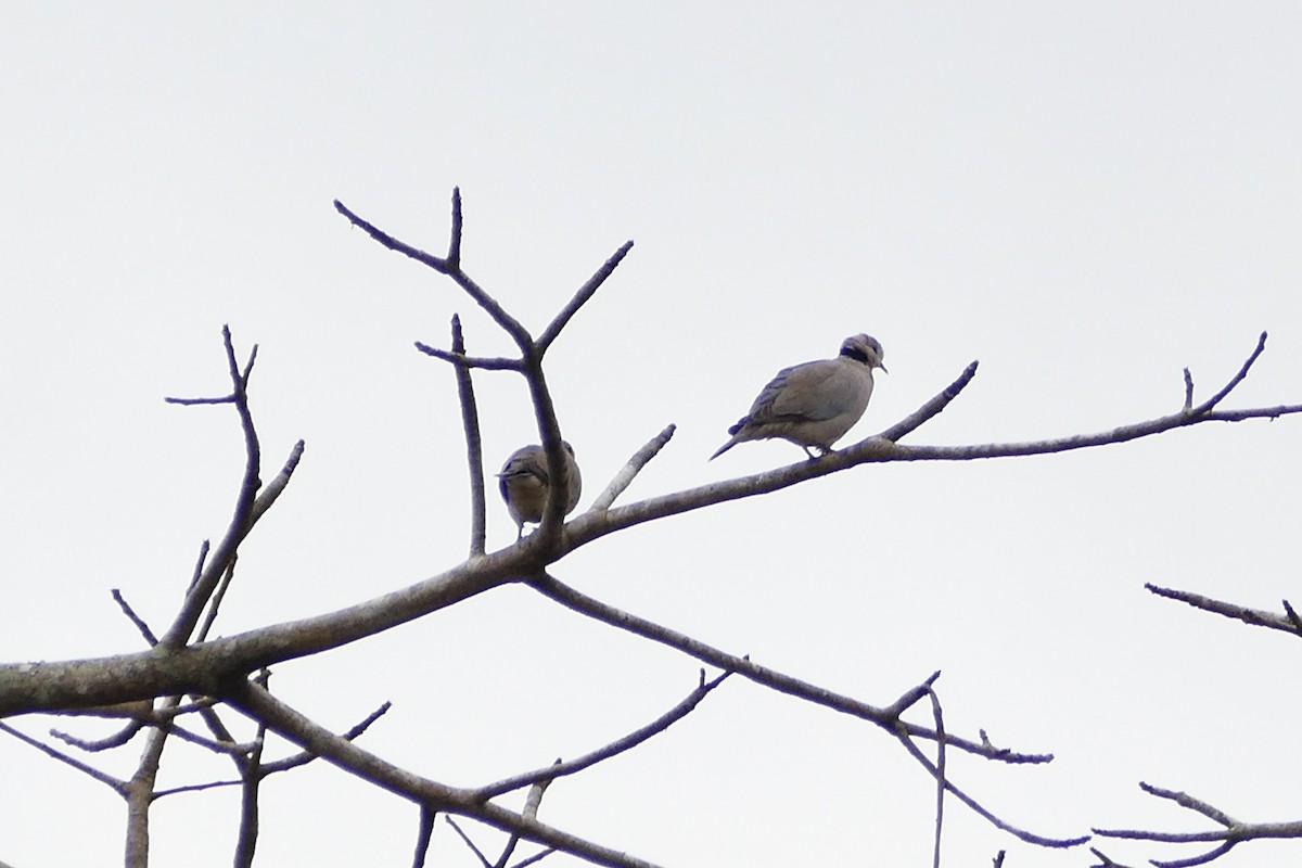 Ring-necked Dove - Peter Kaestner