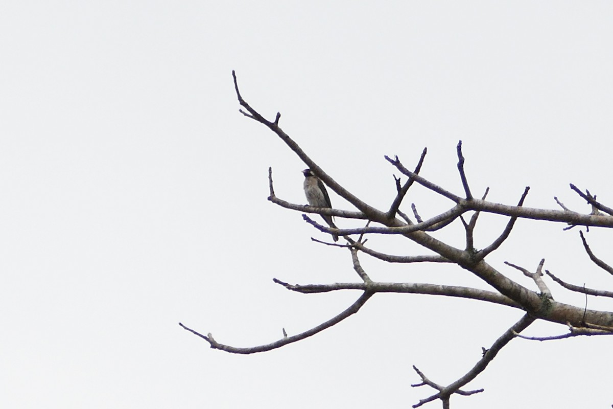 Greater Honeyguide - ML71426241