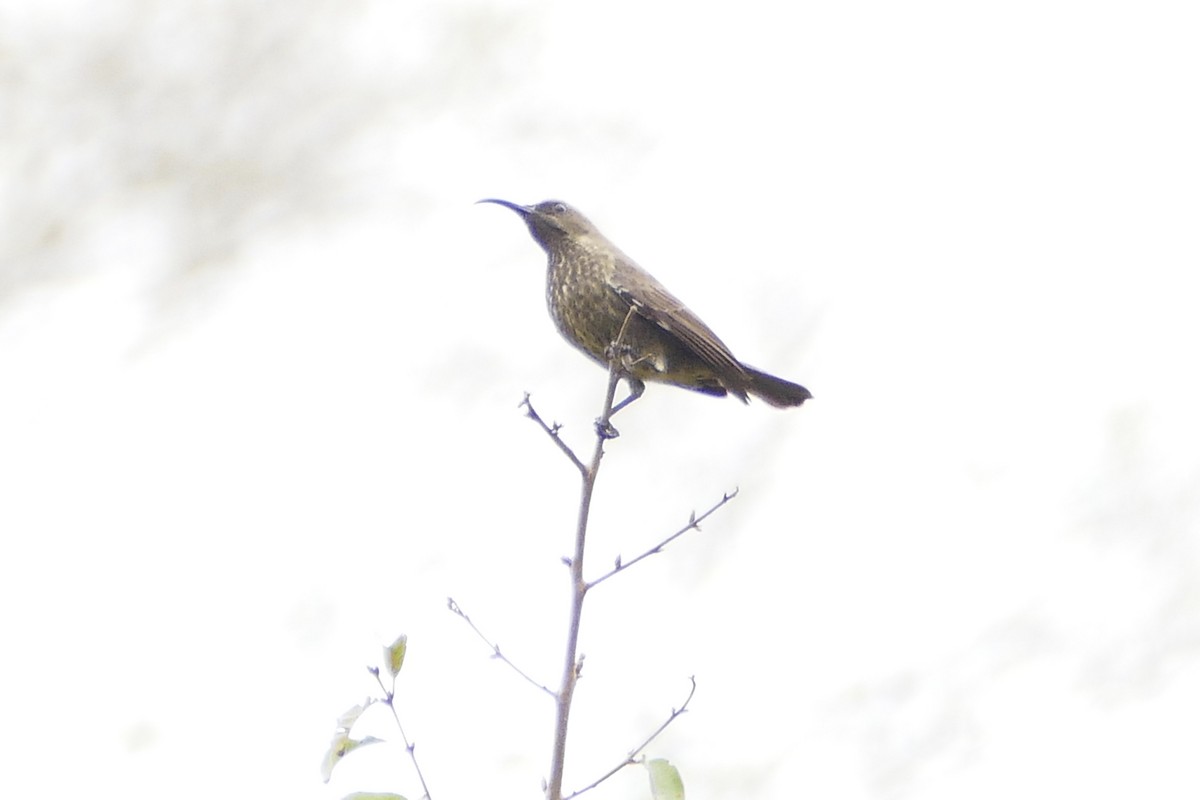 Scarlet-chested Sunbird - ML71426301