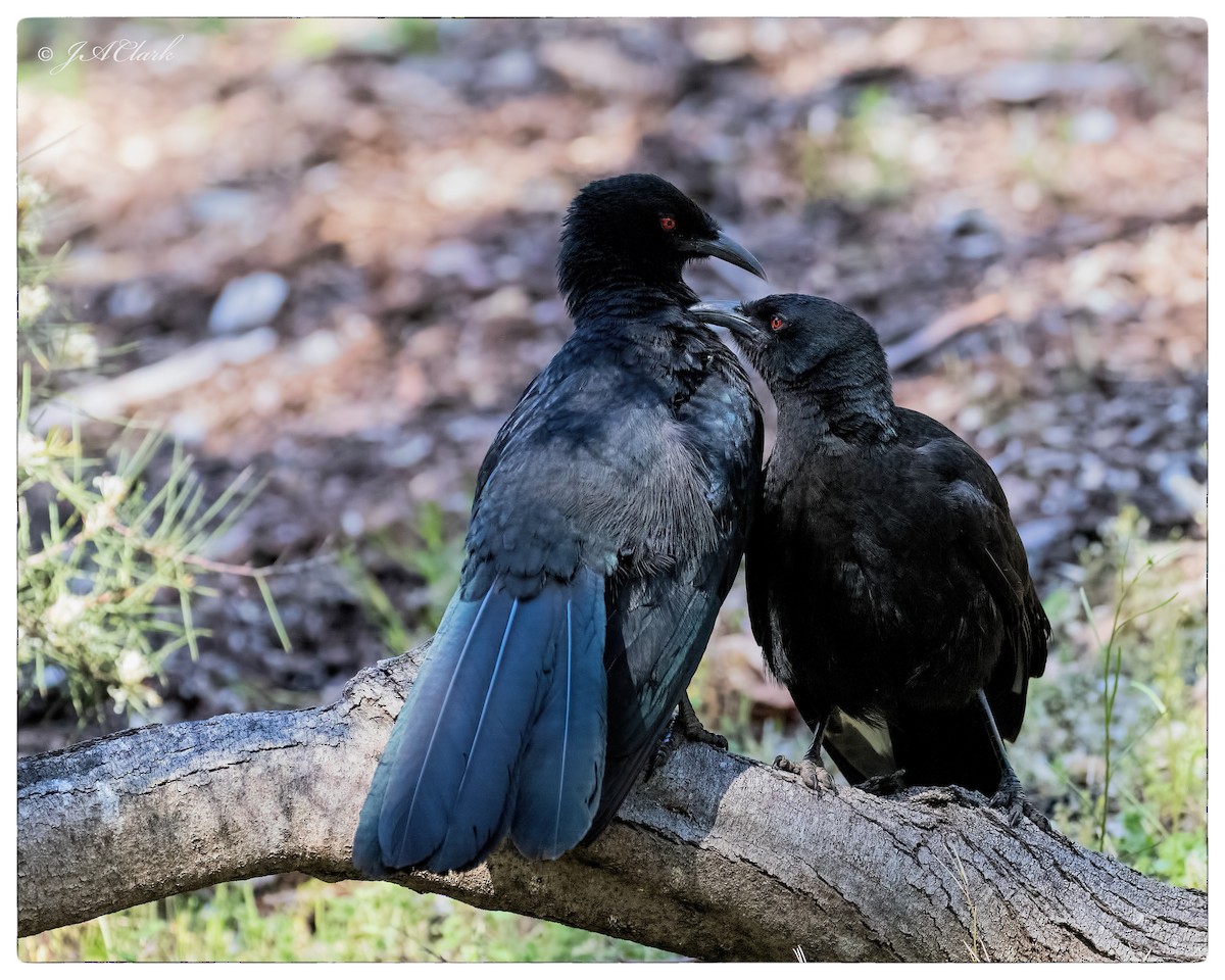 White-winged Chough - ML71426731