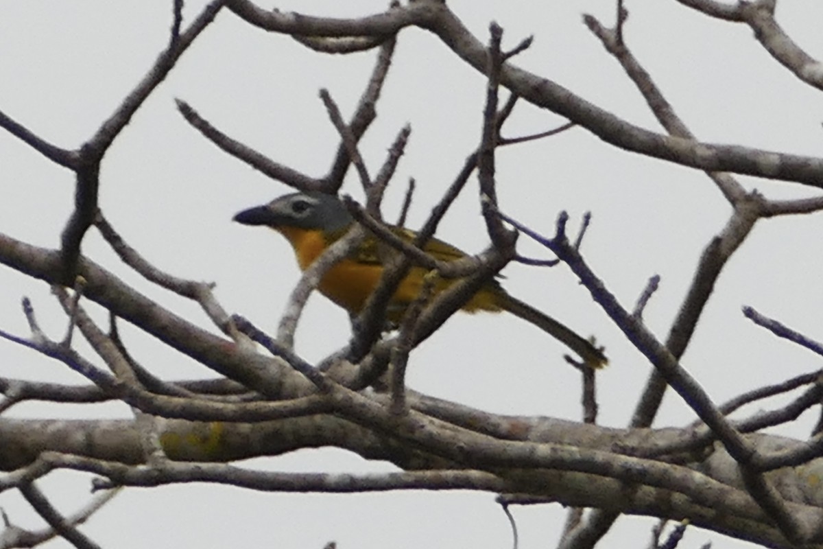 Monteiro's Bushshrike - ML71427071