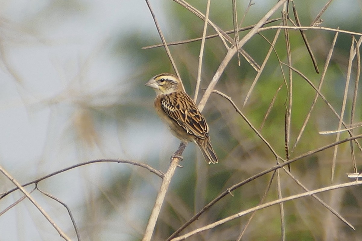 Golden-backed Bishop - Peter Kaestner
