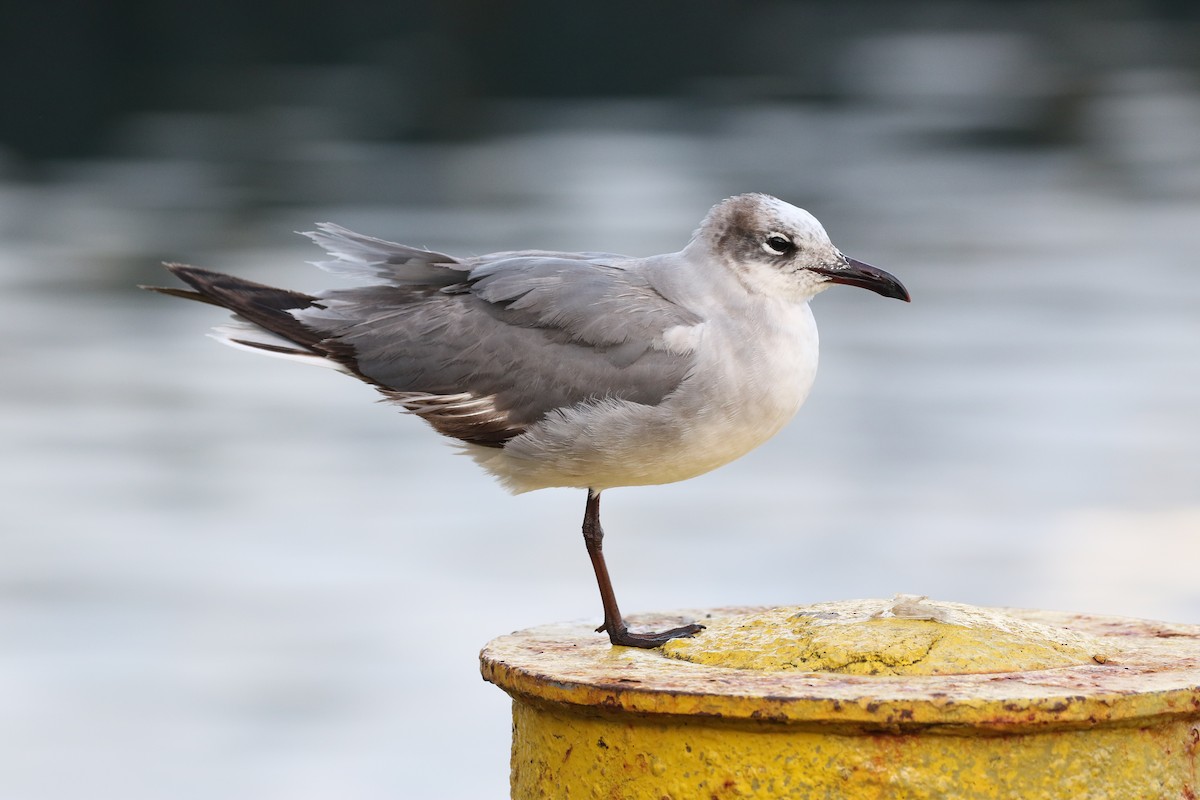 Laughing Gull - ML71428251