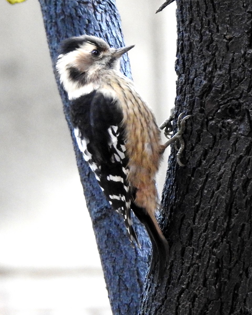 Gray-capped Pygmy Woodpecker - ML71428481