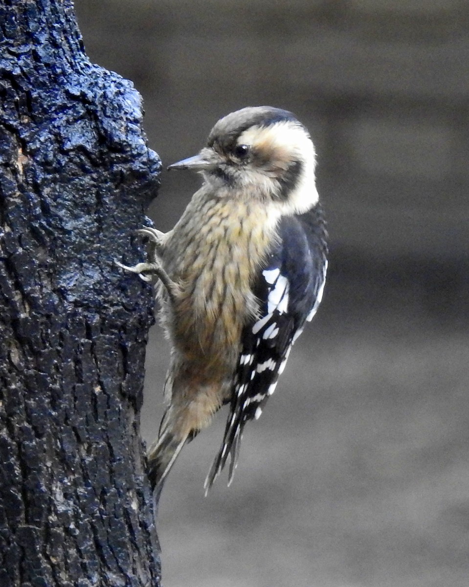 Gray-capped Pygmy Woodpecker - ML71428491