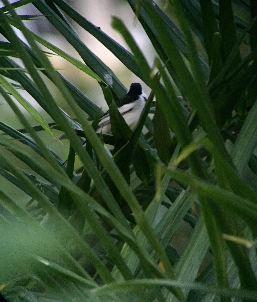 konipas bílý (ssp. leucopsis) - ML71428581