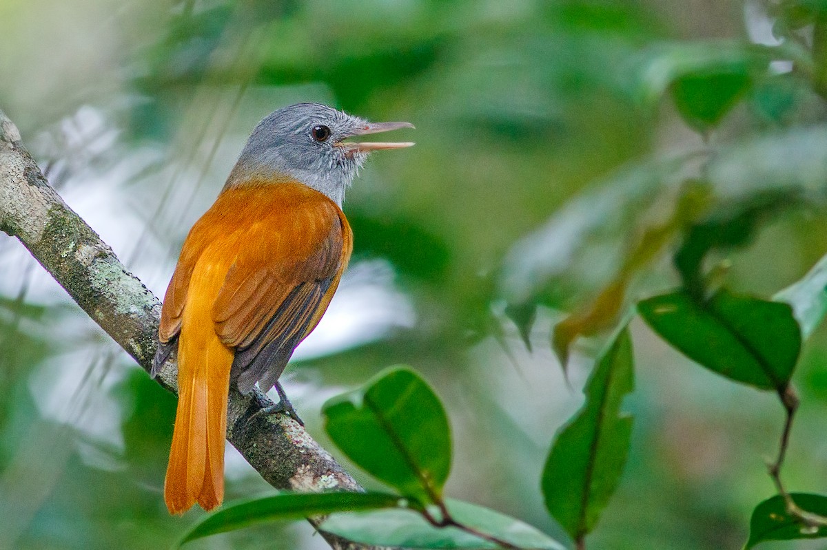 Gray-hooded Attila - Fernando Farias