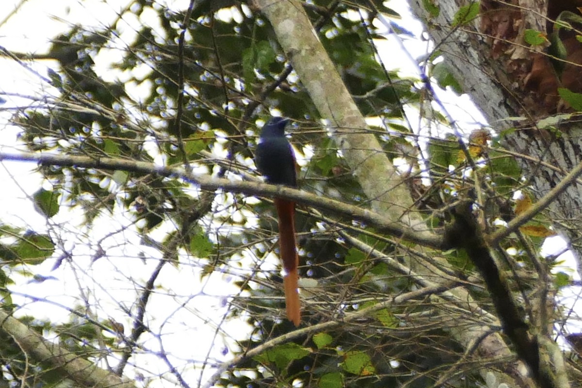 Bates's Paradise-Flycatcher - Peter Kaestner