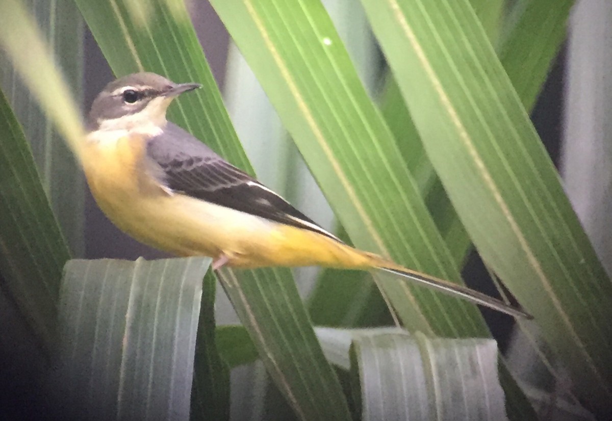 Gray Wagtail - ML71429481