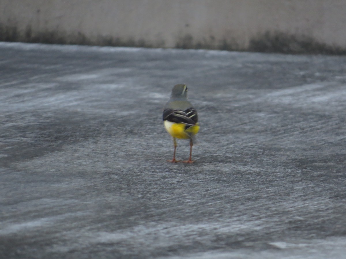 Gray Wagtail - ML71429601