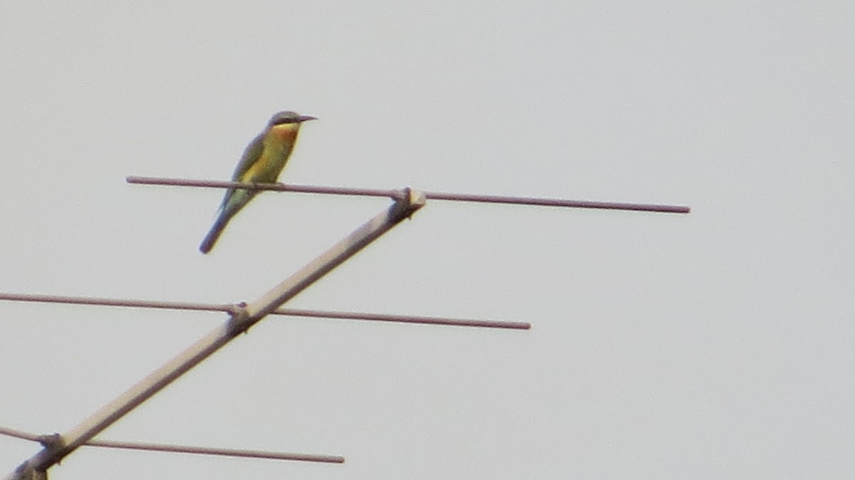 Blue-tailed Bee-eater - ML71429641