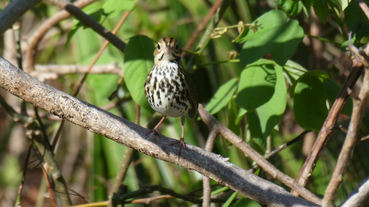 Ovenbird - ML71430511