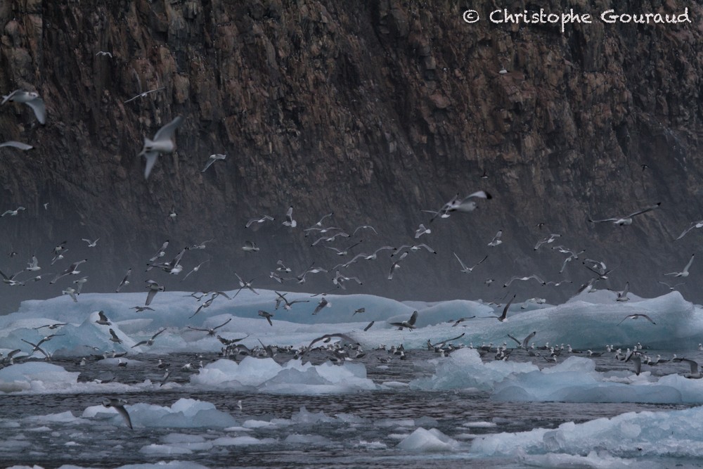 Black-legged Kittiwake - Christophe Gouraud