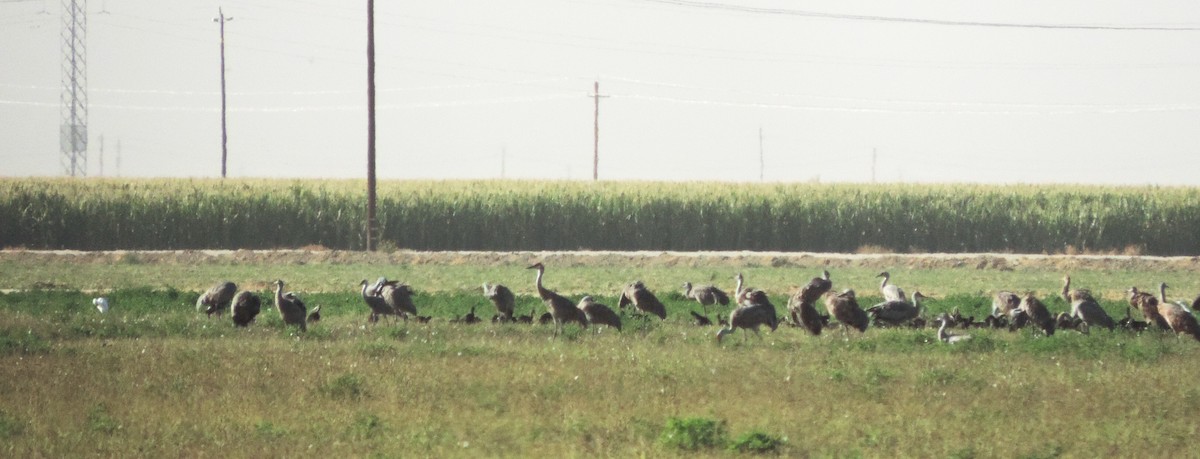 Sandhill Crane - ML71431651