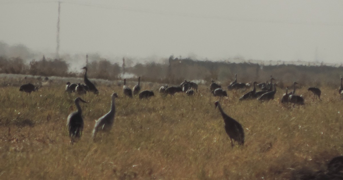 Grulla Canadiense - ML71431671