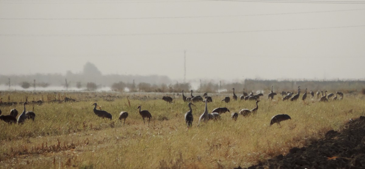 Sandhill Crane - Bruce Garlinger