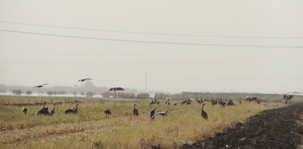 Sandhill Crane - Bruce Garlinger