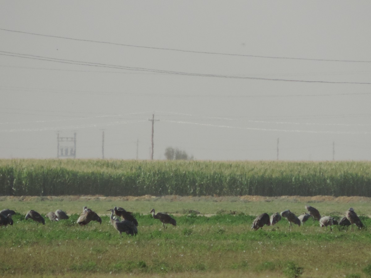 Sandhill Crane - ML71431711