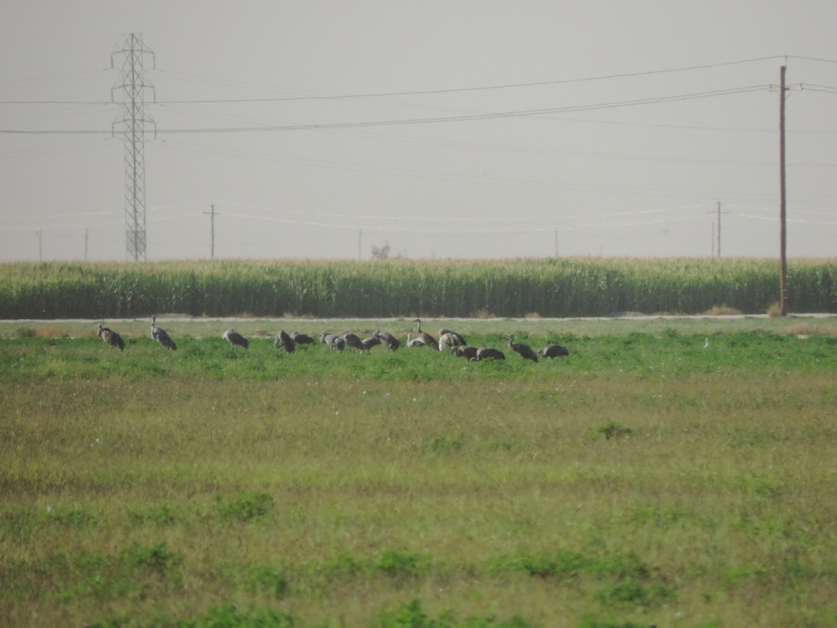 עגור קנדי - ML71431721