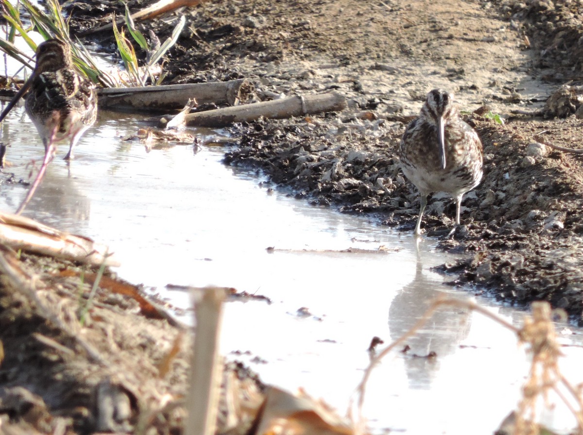 Wilson's Snipe - ML71432011