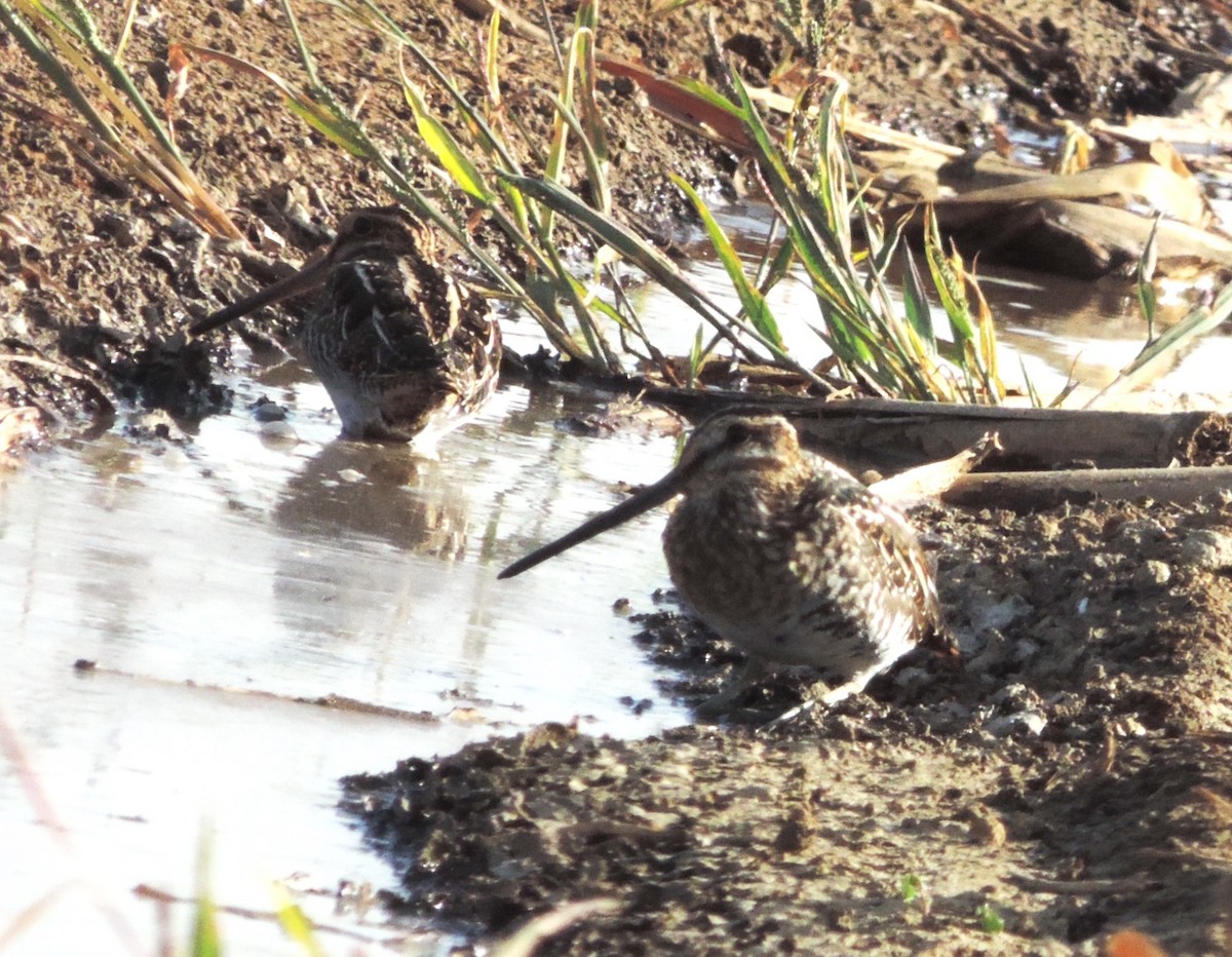 Wilson's Snipe - Bruce Garlinger