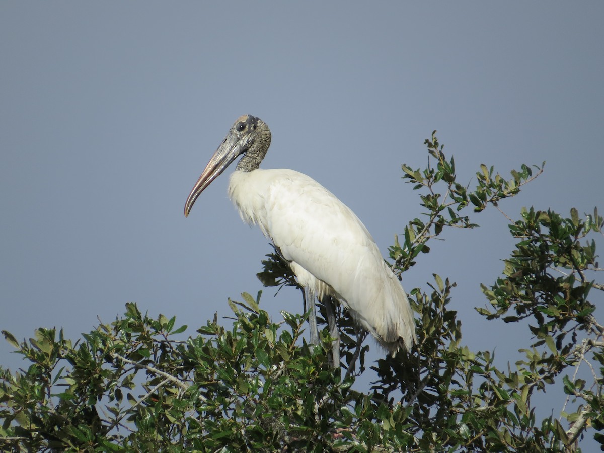 Wood Stork - Mary Kimberly