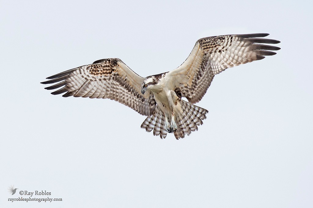 Osprey - ML71433171