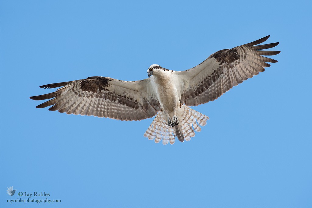 Águila Pescadora - ML71433181