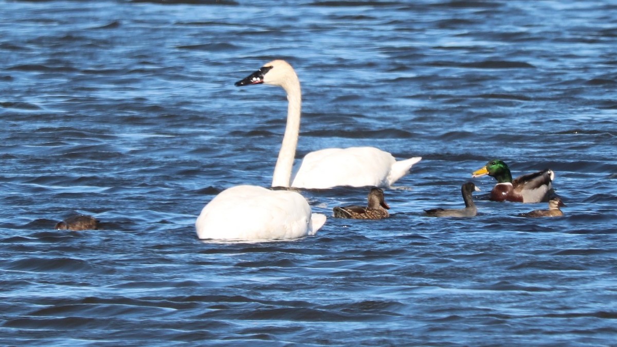 American Coot - Team Sidhu-White