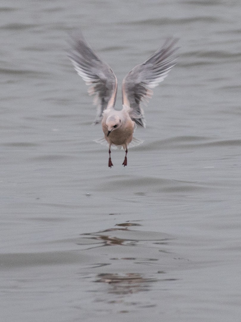 Ross's Gull - ML71440151