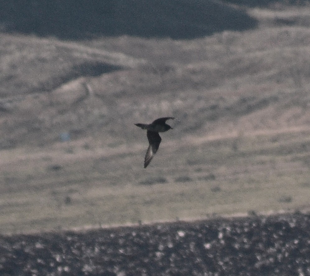 Long-tailed Jaeger - ML71441131